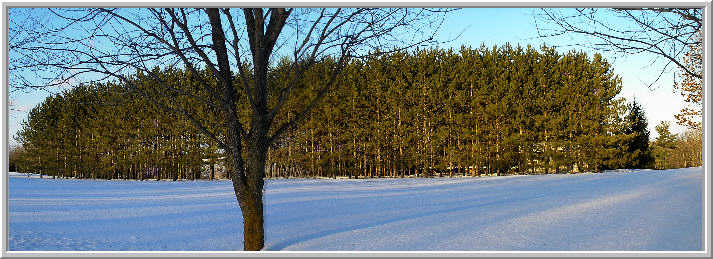 Winter in canada
© 2009 nicole leduc