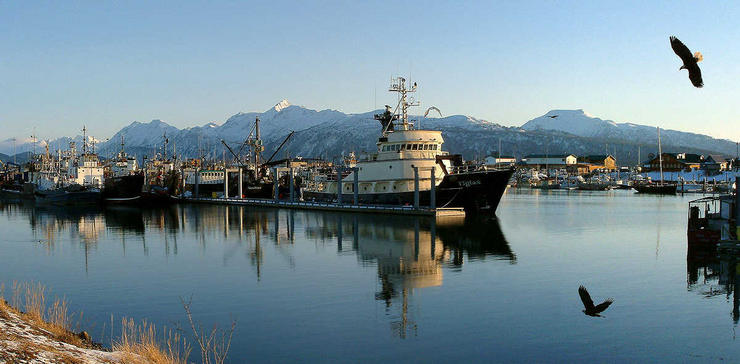 Eagles play in Homer Alaska
© 2005 Ray Holbrook